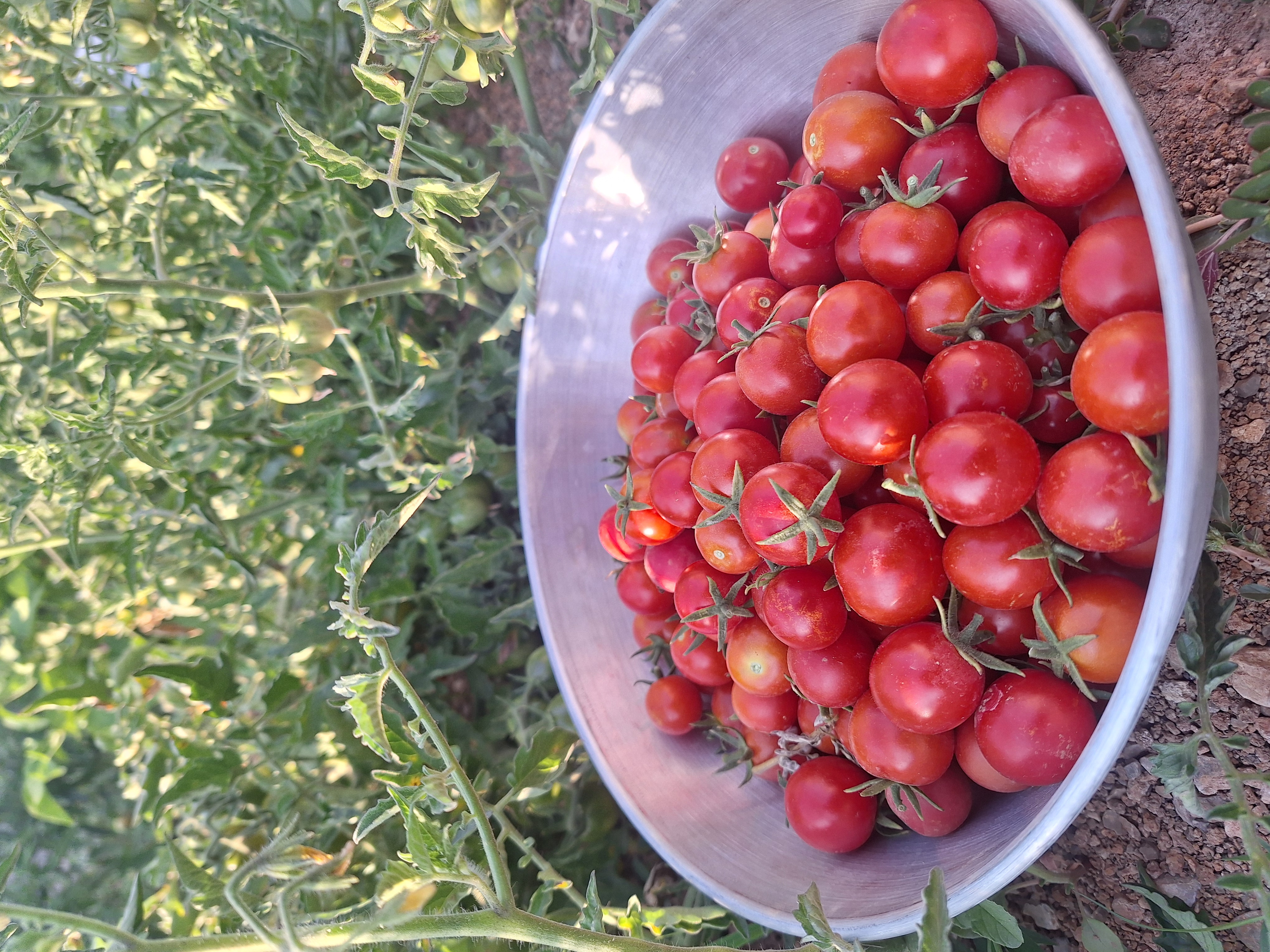 گوجه گیلاسی خشک - تصویر 3